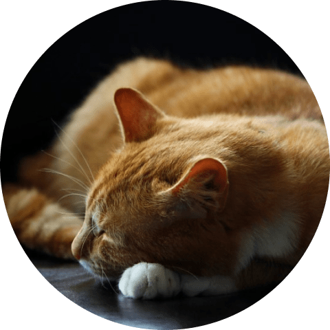 sleepingcat-min